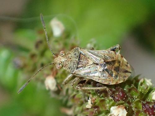 Réf. 315 338 : Stictopleurus punctatonervosus